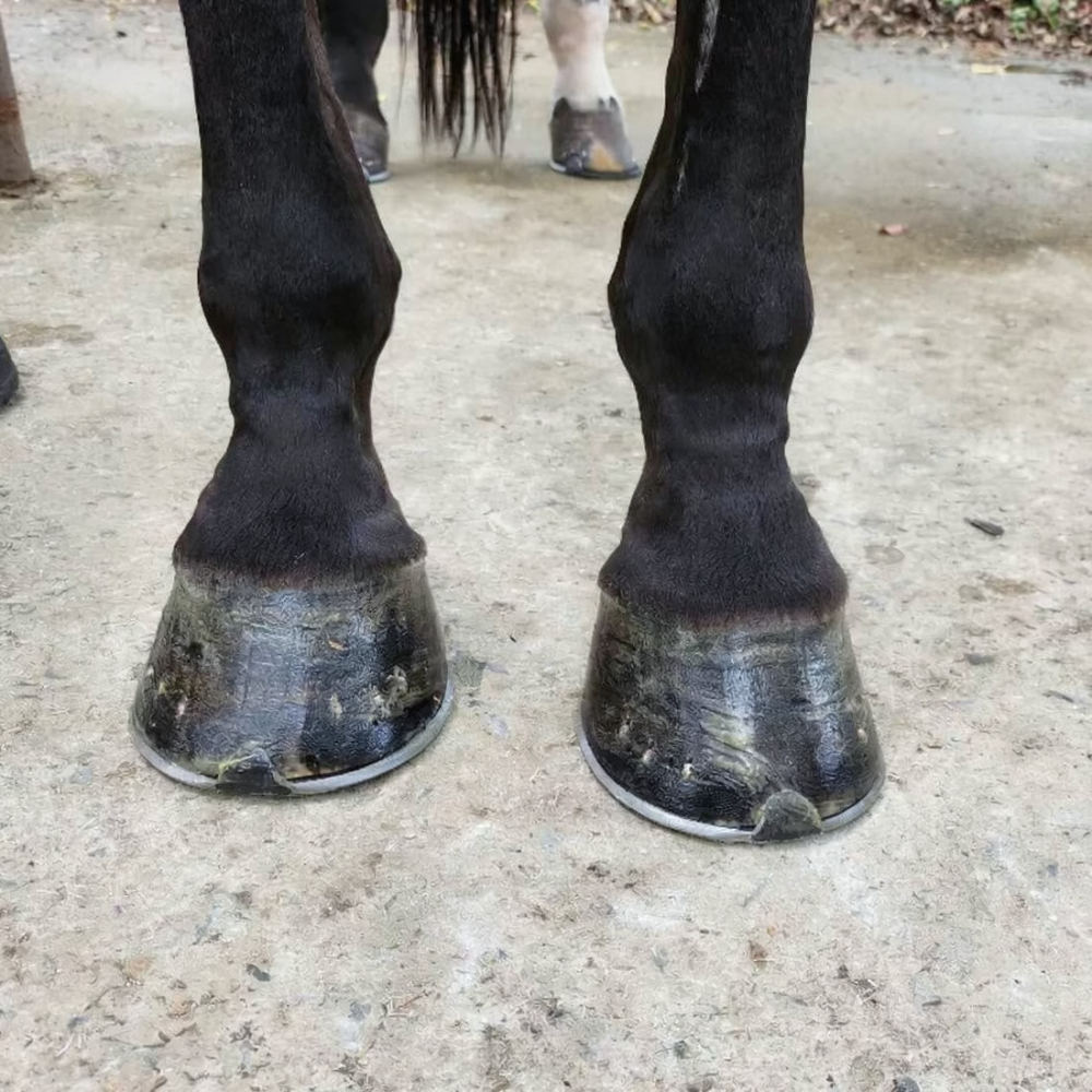 Horse Hoof Cleaning Brush Kit  - Grooming Kit 评论和价格